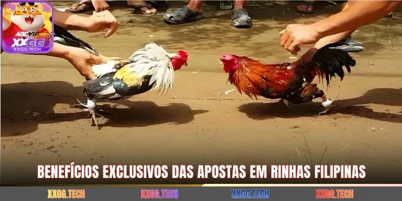 Benefícios exclusivos das apostas em rinhas filipinas